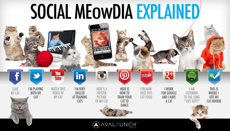 Social MEowDia Explained