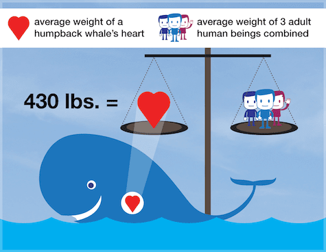 whale heart